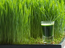 Wheatgrass is loaded with vitamins A, C, and E, as well as minerals like iron, calcium, and magnesium.